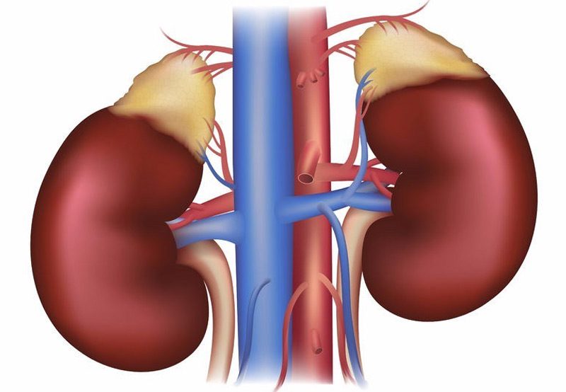 adrenal-glands-congenital-adrenal-hyperplasia-Dr.-Antoine-Khoury