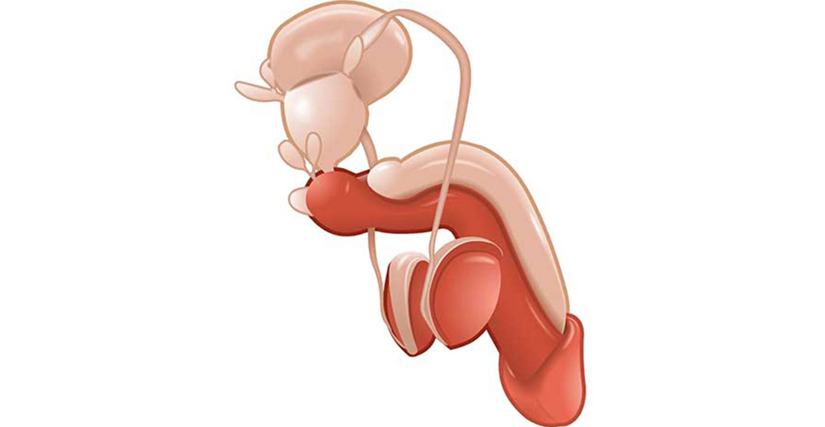 anatomy-of-penis-related-to-penis-issues-Dr.-Antoine-Khoury