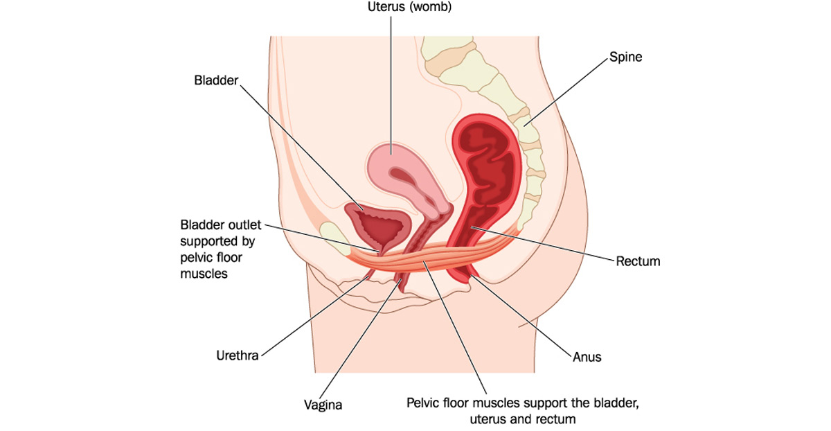 anatomy-ureteropelvic-junction-obstruction-Dr.-Antoine-Khoury