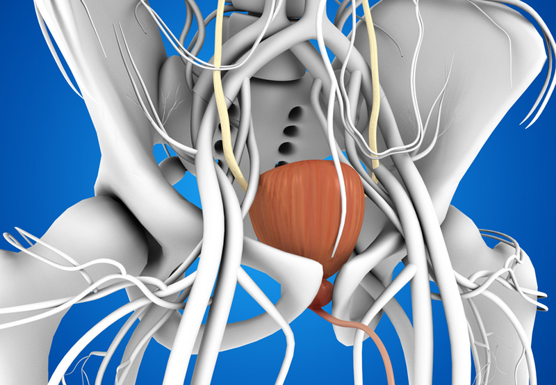 nerves-surrounding-bladder-medical-concept-related-to-neurogenic-bladder-Dr.-Antoine-Khoury