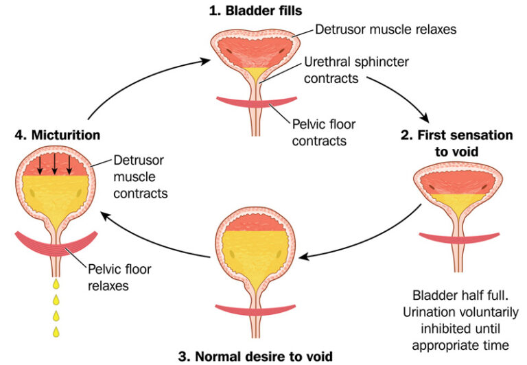 Voiding Dysfunction – Dr. Antoine Khoury